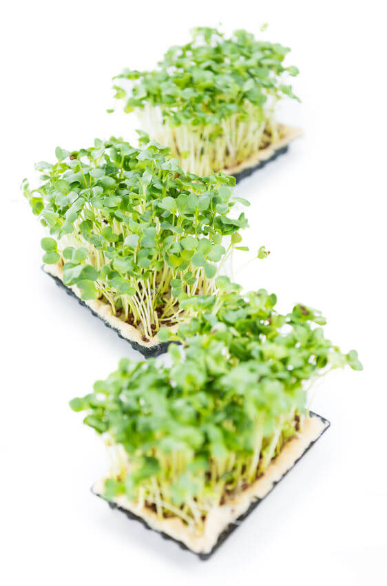 Vitamin K Rich Foods | GundryMD