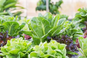 The Health Benefits Of A Lectin-Free Diet And Why You Should Start Today
