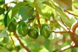 Why Should You Eat Avocado Every Day? Health Benefits Of This Delicious Fruit