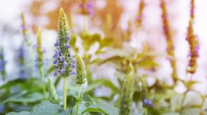 What Dr. Gundry Wants You To Know About Chia Seeds