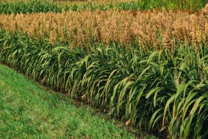 What is Sorghum? The Gundry Approved Gluten-Free Whole Grain