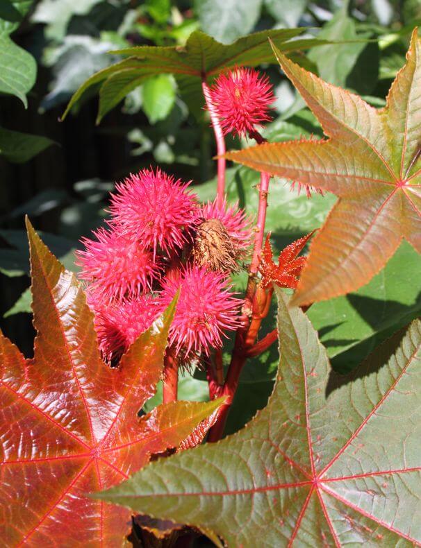 The Truth About Lectins In Rice Does Rice Have Lectins? Gundry MD