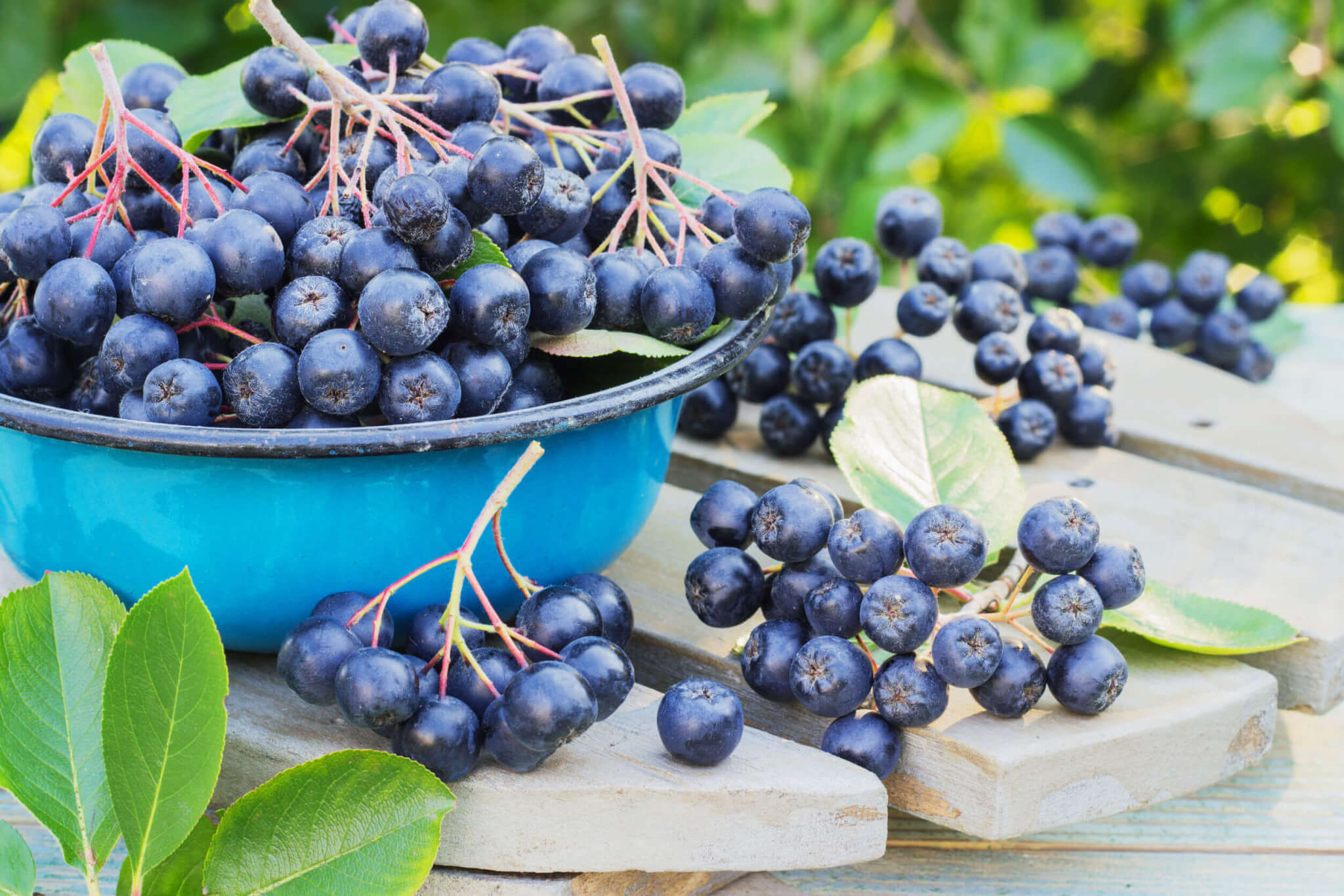 Aronia Berries Top Health Benefits For A Healthy Lifestyle Gundry MD