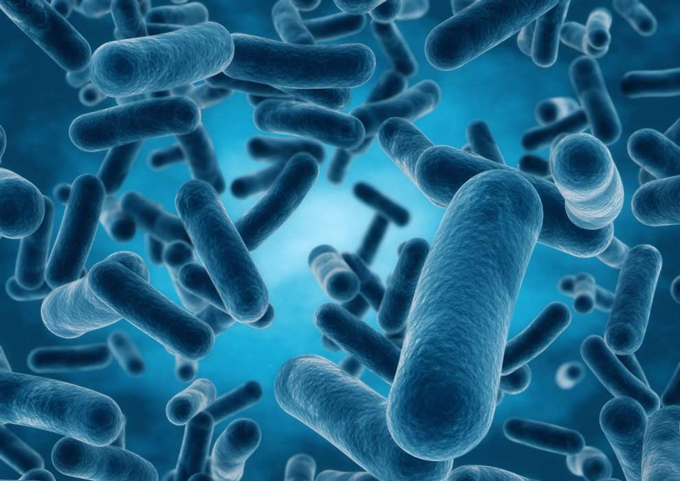 microscopic cells