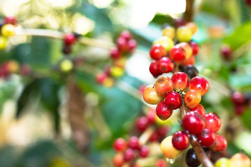 Coffee Fruit What Is It And What You Should Know
