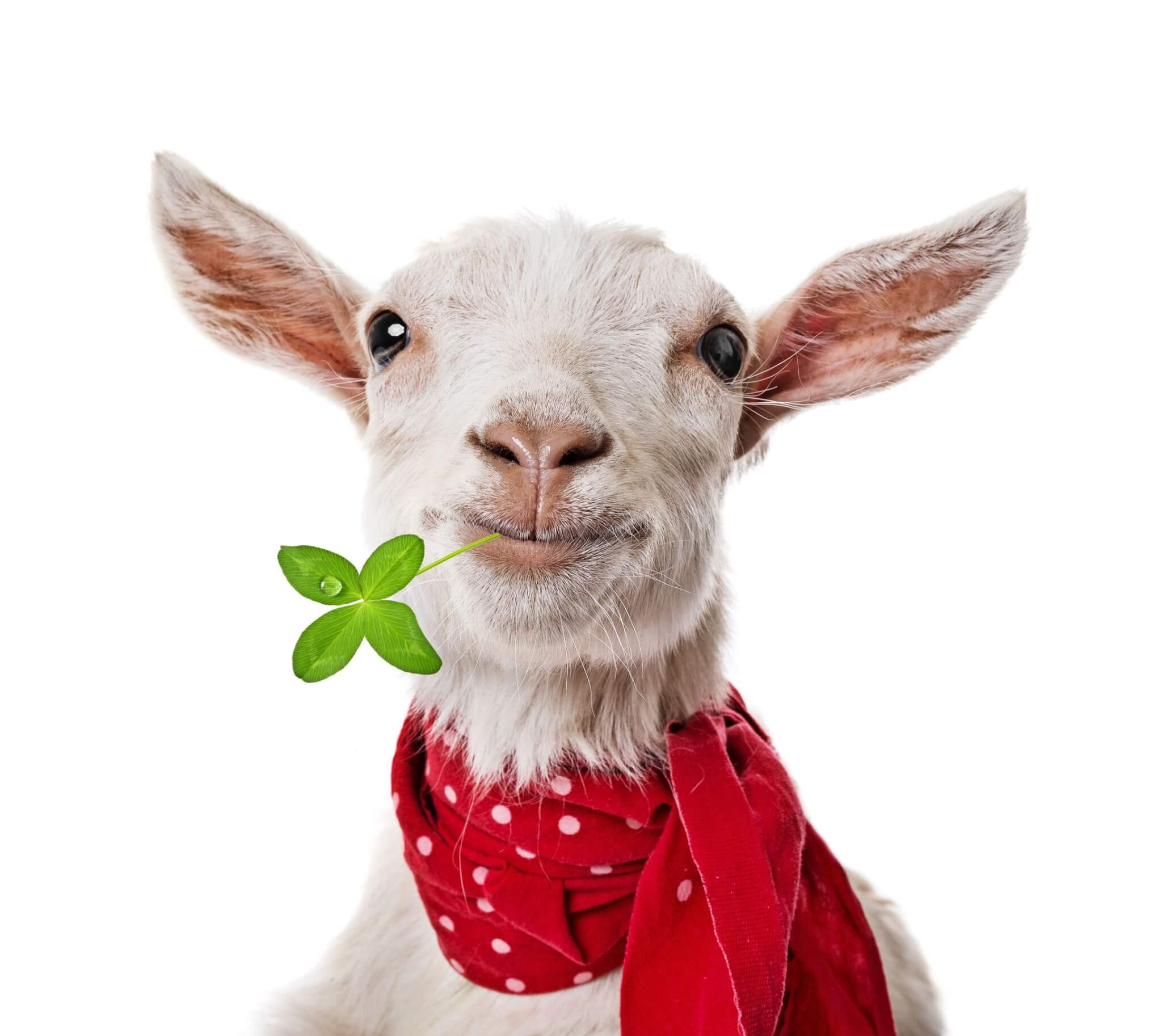 Broccoli Soup Recipe | Gundry MD