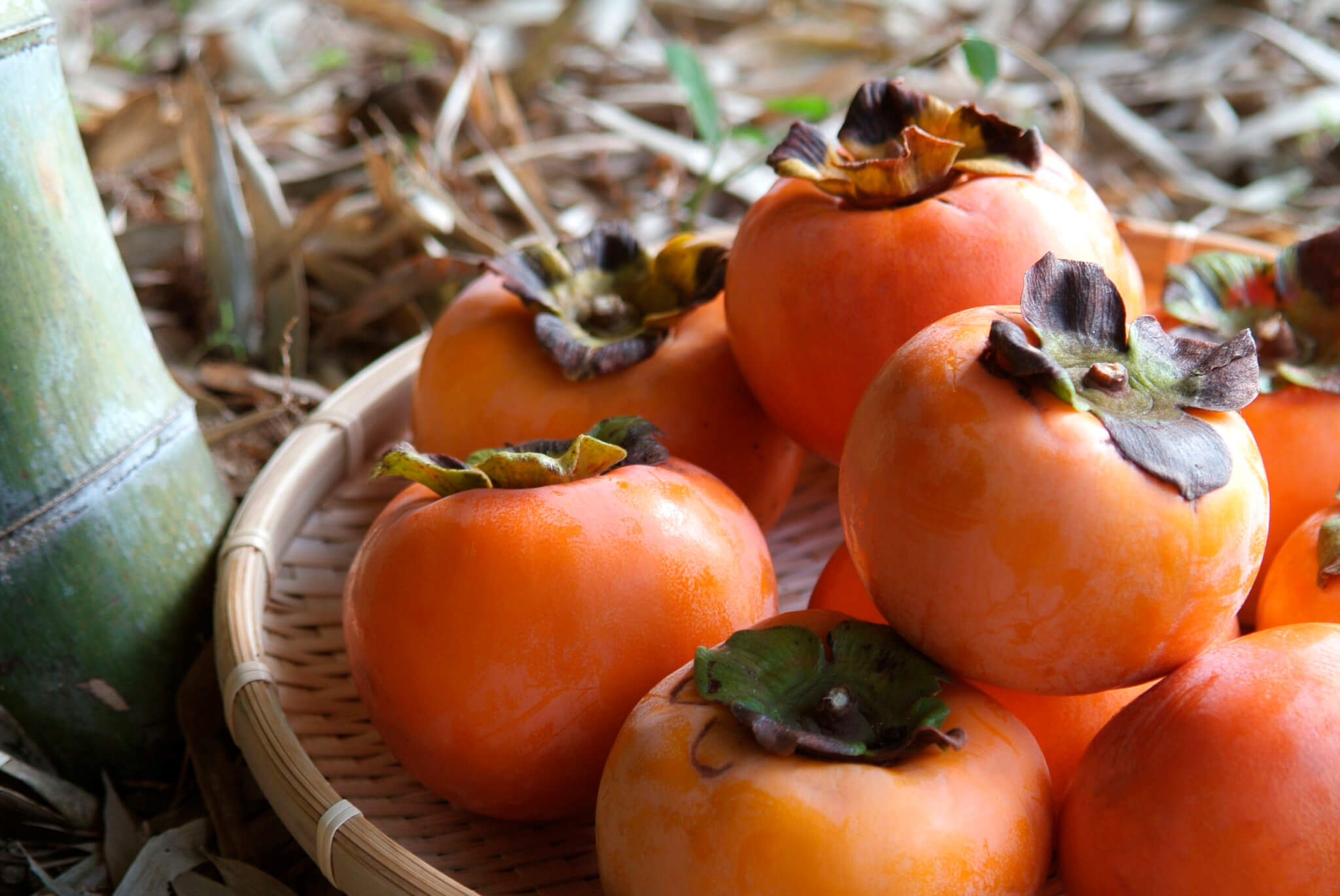 Fall Fruits