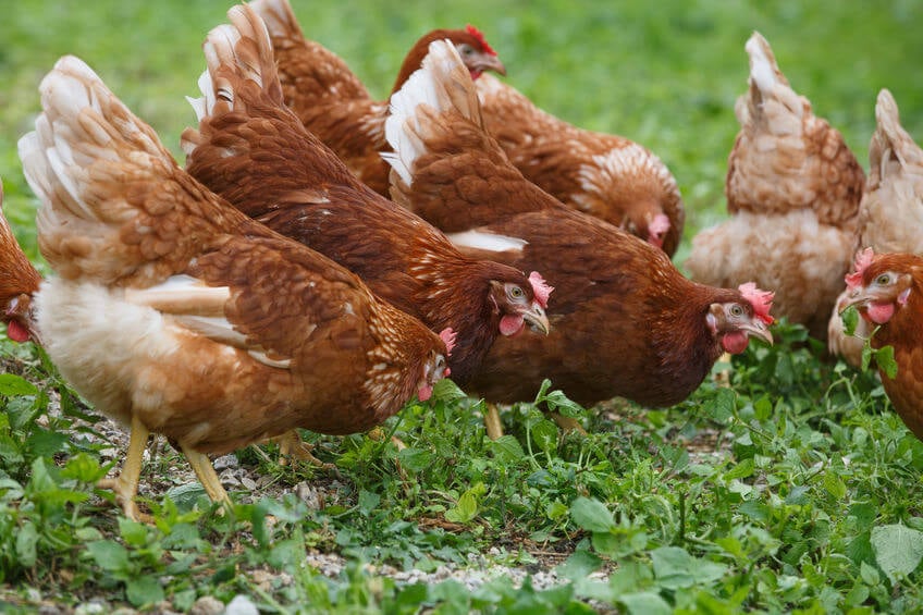 Cholesterol in Eggs | Gundry MD