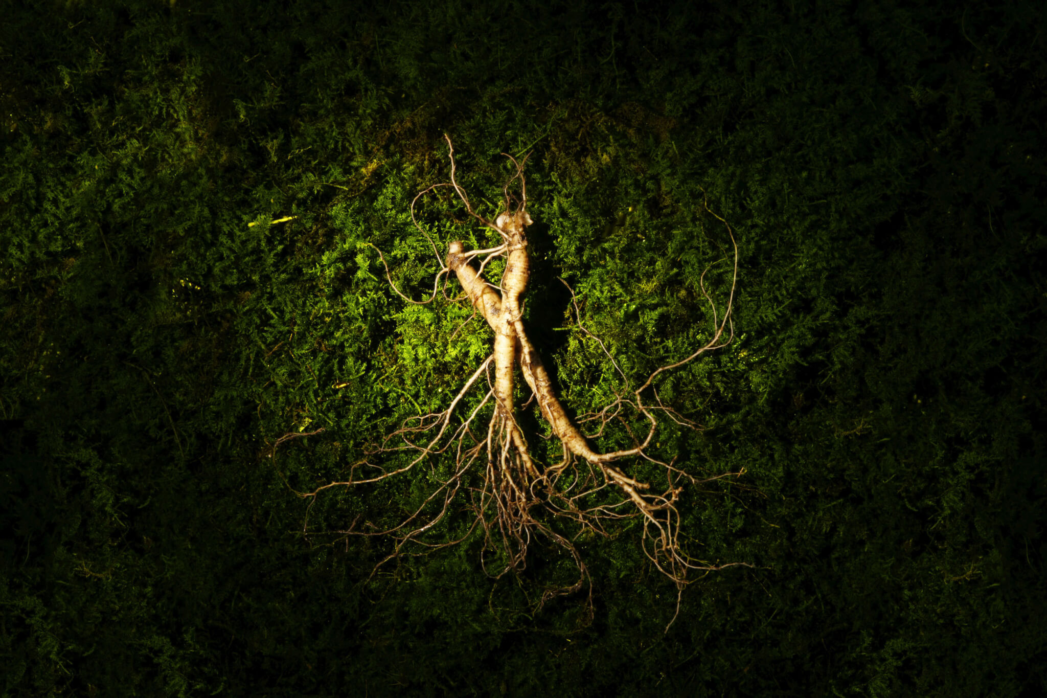 ginseng uses