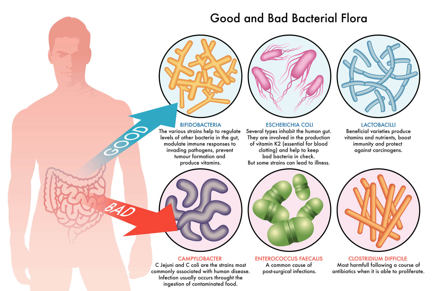 broad spectrum antibiotics | Gundry MD