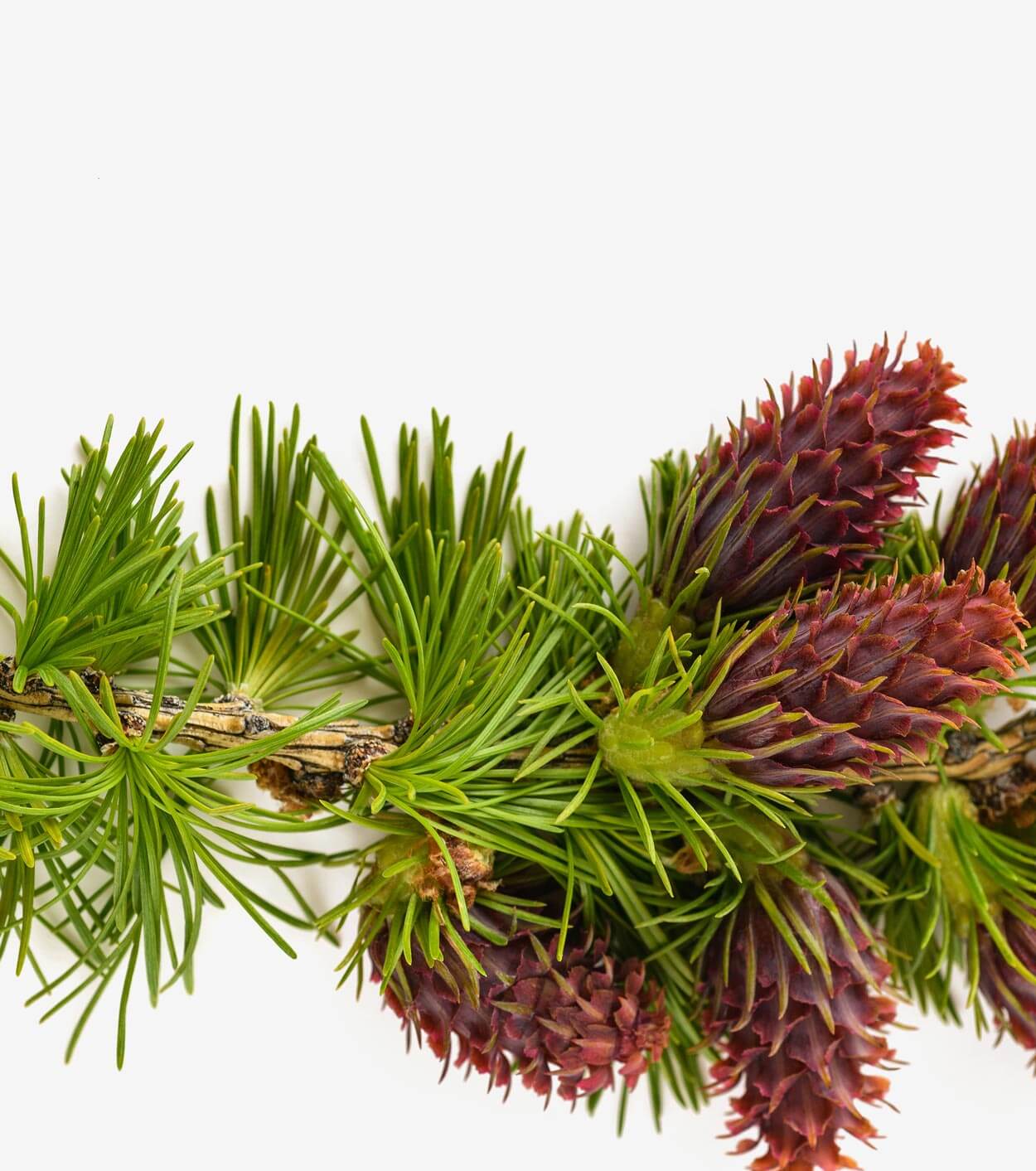 Larch Arabinogalactans Health Benefits Gundry MD
