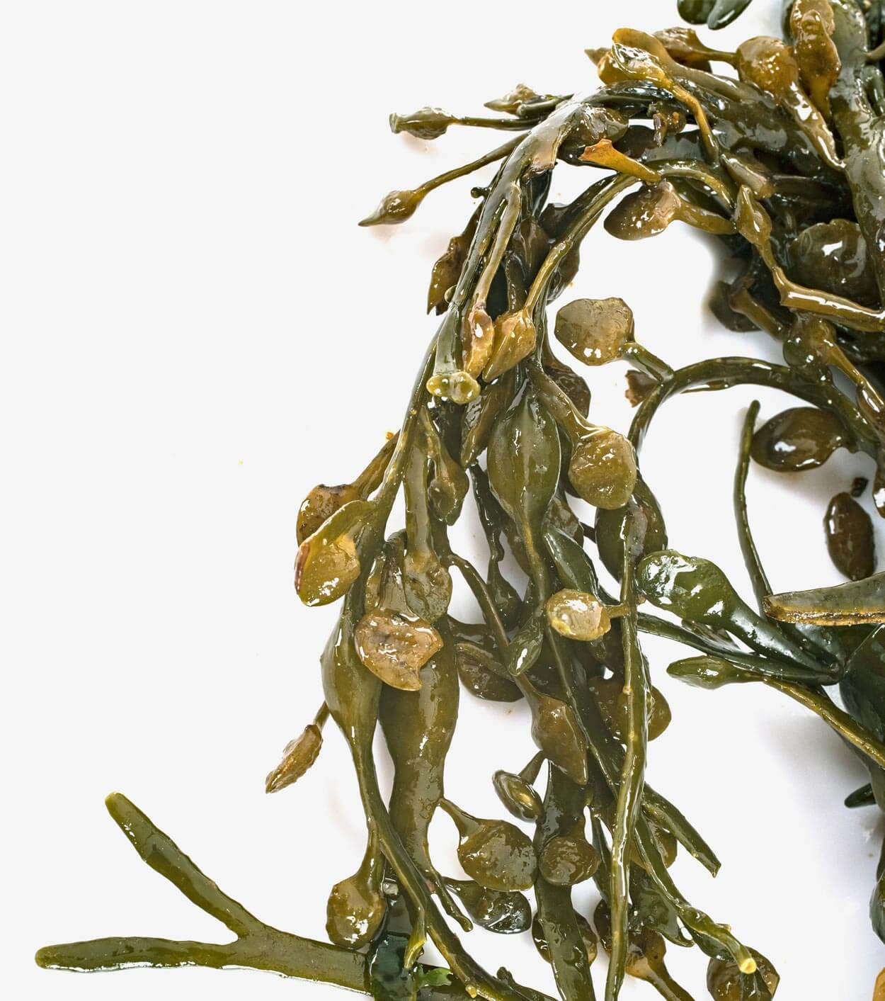 Bladderwrack - Gundry MD®