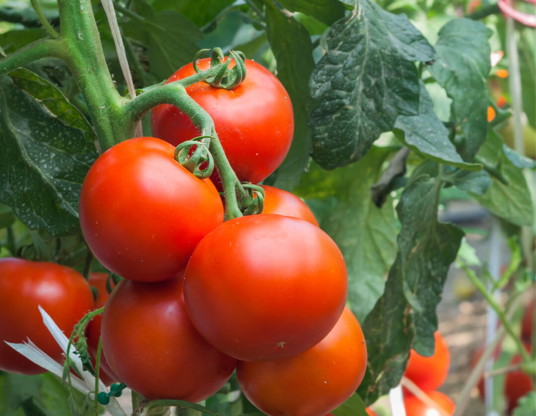 Gundry MD Philosophy Our Approach to Health and Wellness