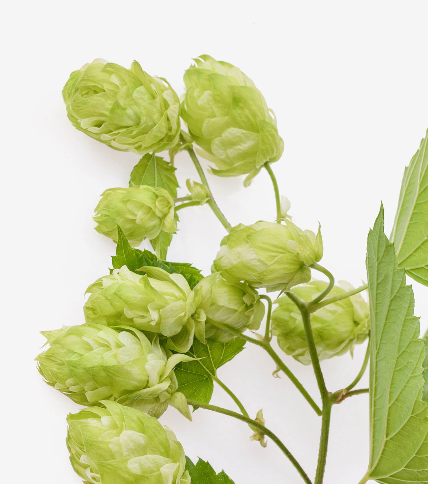 Humulus lupulus flower