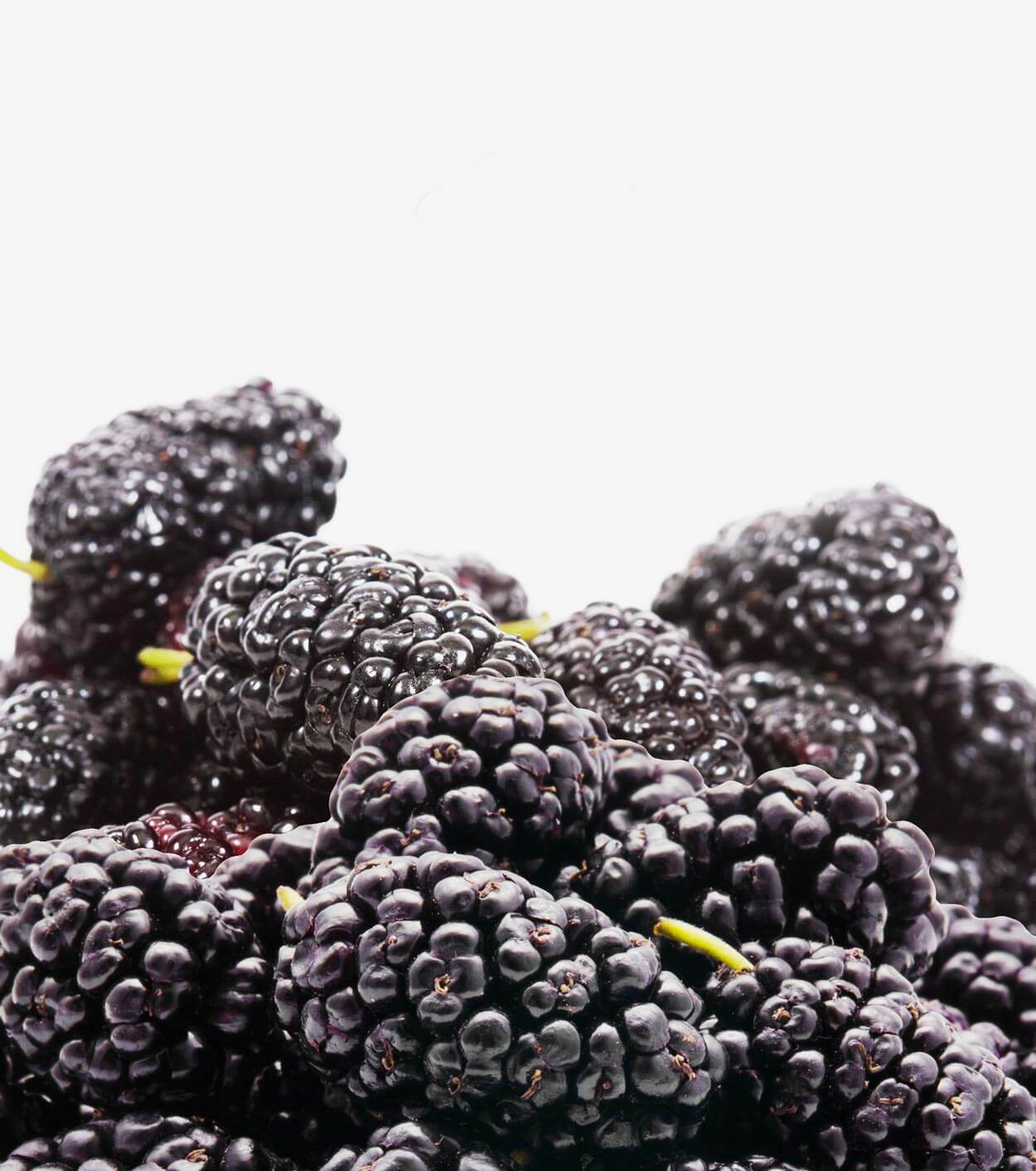 Mulberry Fruit - Gundry MD®